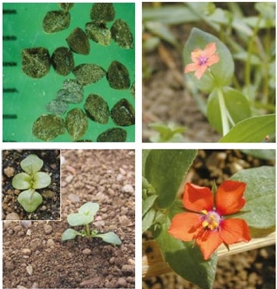 Scarlet pimpernel at four growth stages